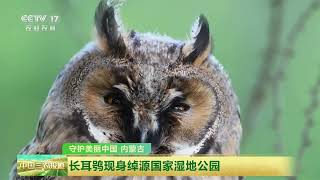 [中国三农报道]守护美丽中国 内蒙古 长耳鸮现身绰源国家湿地公园 | 农业致富经 Agriculture And Farming