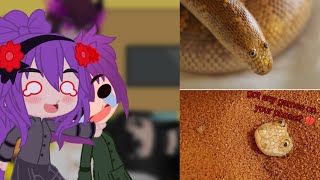 Mob talker girl's react to Just a lil guy by More Parz (requested, goofy ahh snake 🥀)