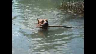 American Staffordshire Terrier Undina is swimming=) screenshot 5