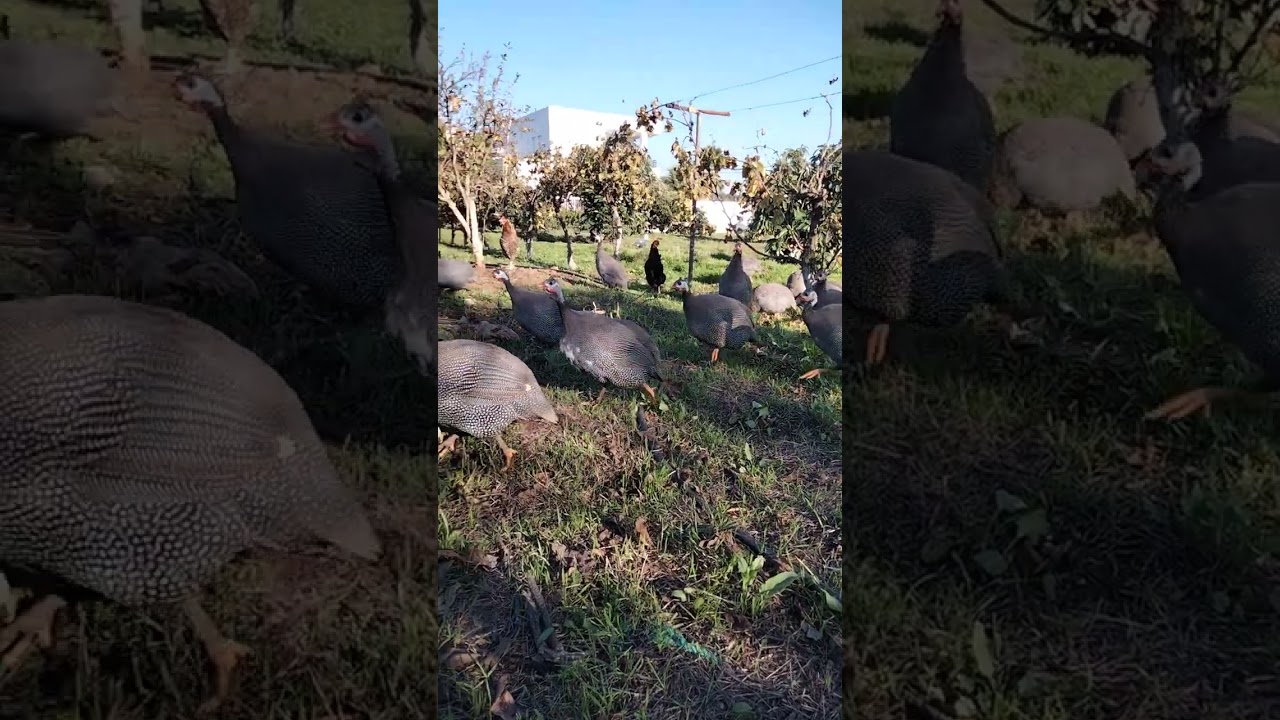طائر الحبشي روعه🥰🥰🥰🥰🥰🥰🥰🥰