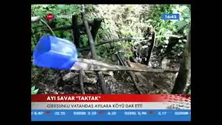 Domuz savar