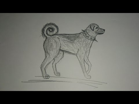 5 dakika da Kangal çizimi, drawing kangal safkan kankal resmi kolay köpek çizimi