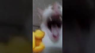 Meme Kucing Menunjuk Dan Tertawa