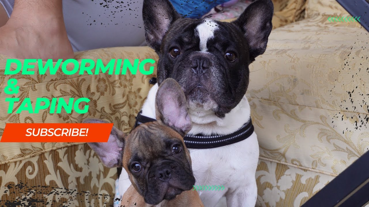 French Bulldog Philippines | Deworming and Ear Taping tips!