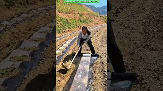 Smart Plastic Mulch Farming Technology.