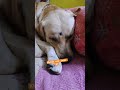 Golu ektu voy peyeche #labrador #dog #pets #petslovers #doglover