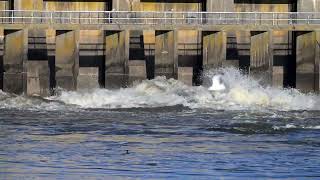 Gates are open at the Dam,  Conowingo Dam Dec 2024