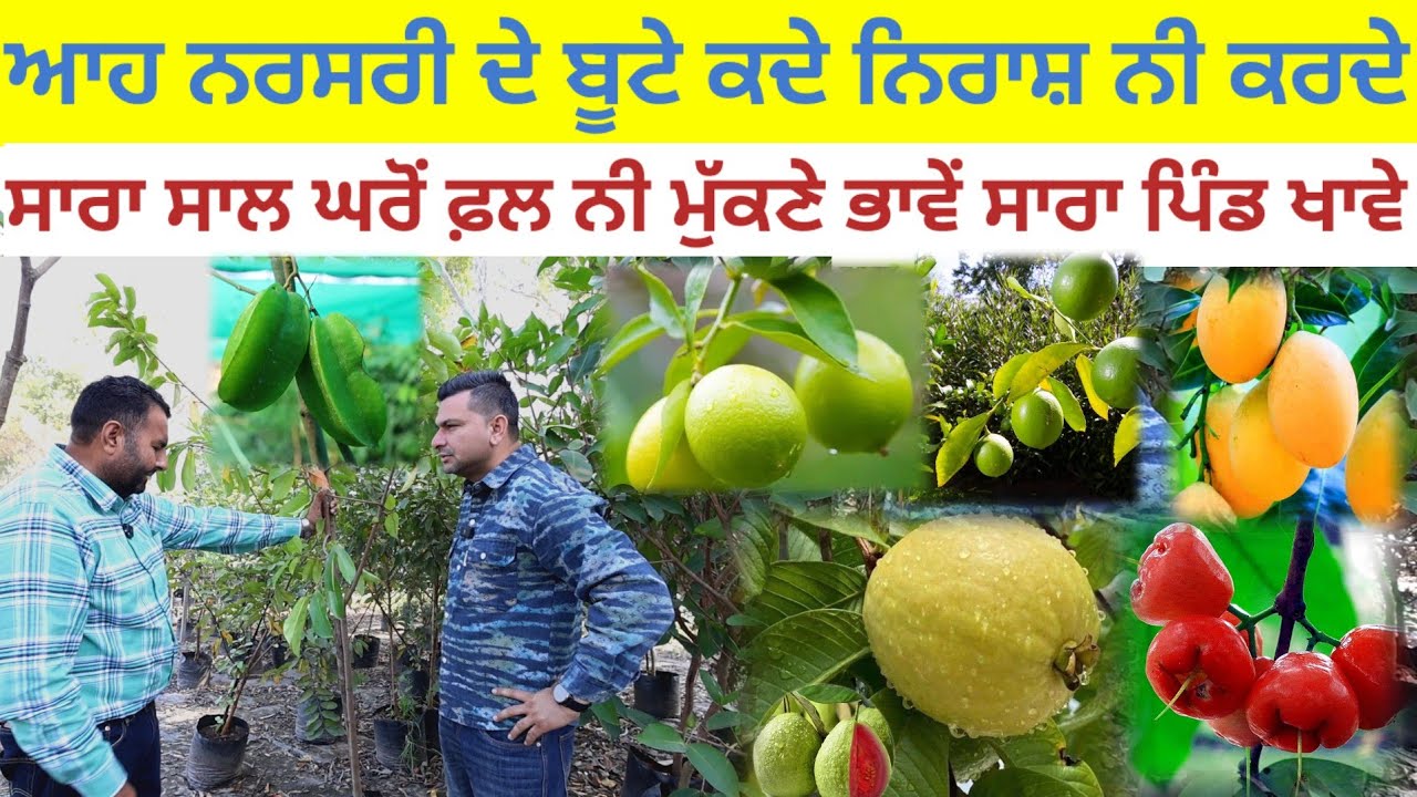 ਸਾਰਾ ਸਾਲ ਘਰੋਂ ਫ਼ਲ ਨੀ ਮੁੱਕਣੇ ਭਾਵੇਂ ਸਾਰਾ ਪਿੰਡ ਖਾਵੇ;ਕੋਈ ਨਿਰਾਸ਼ ਨੀ ਗਿਆ|Harbhej Sidhu|Dev Greenland nur.