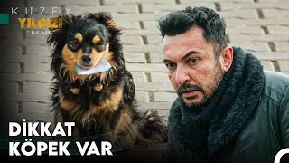 Köpek Dili ve Edebiyatından Anlayan Var Mı?  Kuzey Yıldızı İlk Aşk