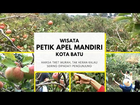 Video: Apa itu 1 petik apel?