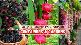 9 Best Edible Vines to Grow in Containers \& Gardens #edible