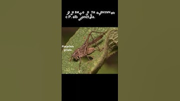 Orthoptera species: Platycleis #nature #entomology #animals