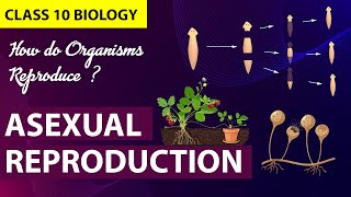 How Do Organisms Reproduce (Animation)  PART-1|  CBSE Class 10 Biology Chapter 7 | NCERT