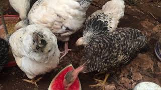 Mis gallinas Sussex comiendo Sandía 🍉 cuando están enfermas.