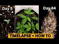 Cannabis Seed to Flower: How To + Epic Timelapse