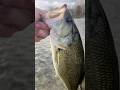 Free rig Dolive beaver strikes again #adventure #bassfishing #fishing #bass #fish