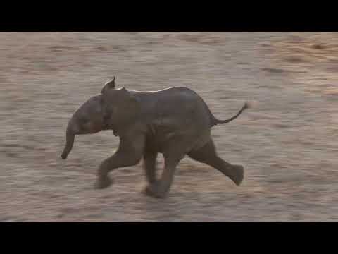 Baby Elephant Goes Running To Mom 2-12-23 4K