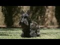 Scottish Terrier Puppies (Explained by Foxcreek | Scottish Terrier Breeders)