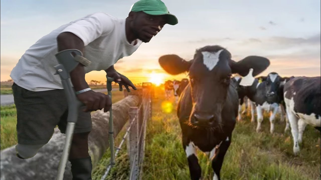 IAM COUNTING COWS FROM LOCAL CHICKENS Watch my story and be Inspired.