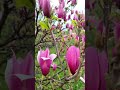 Смотри видео с дизайном на канале🌸 #shorts #дизайнногтей #весеннийманикюр #нежныйманикюр #мкногти