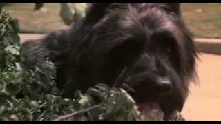 C.h.o.m.p.s. 1979 Jive Dog - Awful Movie Reviews