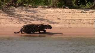 Amazing Jaguar kill Brazil 2012 Full HD1080p (Original)