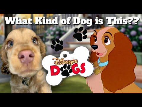 Disney Riddles Dogs Magical Disney Names for Dogs: From Heroes to Villains - roverpet.blog