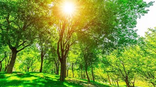 Soothing Stress Relief Music With Beautiful Nature 🍀 Stop Anxiety, Depression