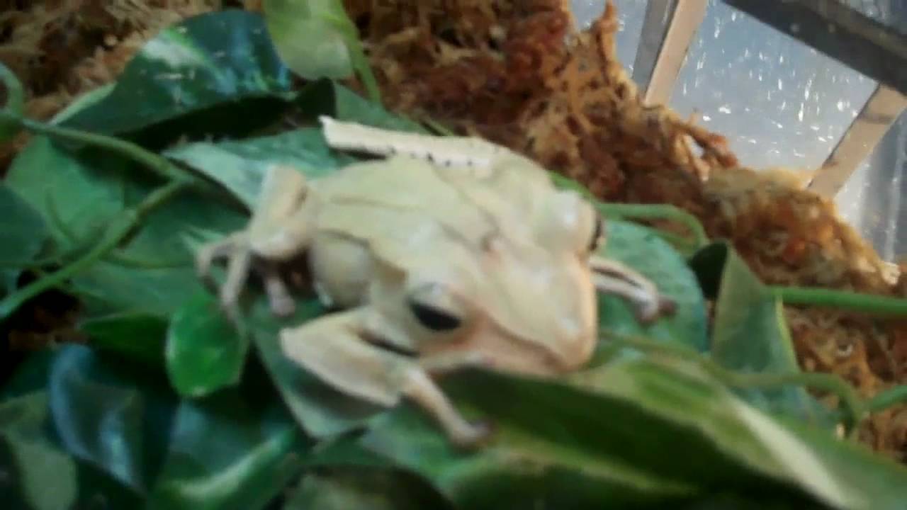 BEAVIS AND BORNEO EARED FROG
