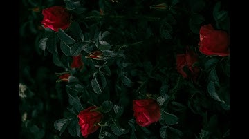 القرآن الكريم مكتوب ، سورة غافر مكتوبة بالتشكيل وآياتها 85، كتابة جميلة