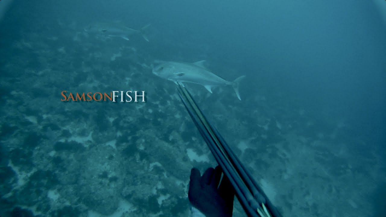 Spearfishing – 14.5kg Samsonfish.