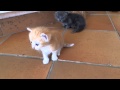 Cute Kitten Gattini Appena Nati Cute Kitten Gattini Appena Nati
