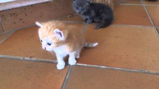 Cute kitten/Gattini appena nati