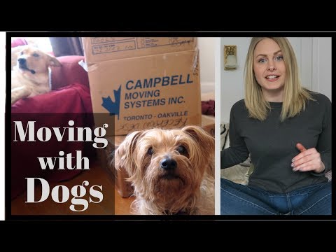 Video: How Dogs Cope With Moving