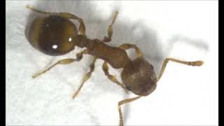 27 04 2021 E elsendo de Pola RetRadio