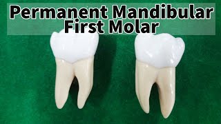 Permanent mandibular first molar