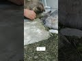 cat and rabbit viral!! #catshorts #catlovers #catandrabbit #fypシ゚viral