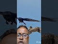 Why do birds flock in the sky? #civilrabin