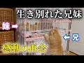 【感動】生き別れた兄妹猫を再会させてみたらまさかの反応でした…