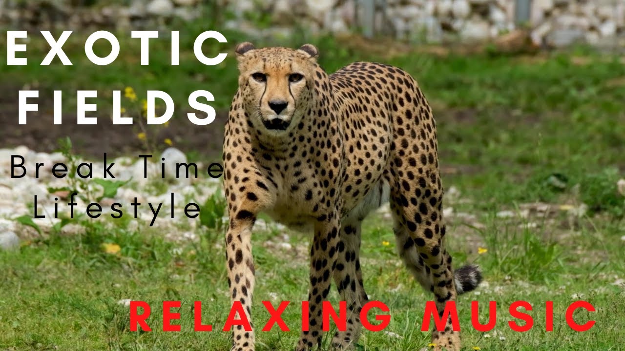 Break Time Lifestyle- Exotic Fields, Relaxation Music.