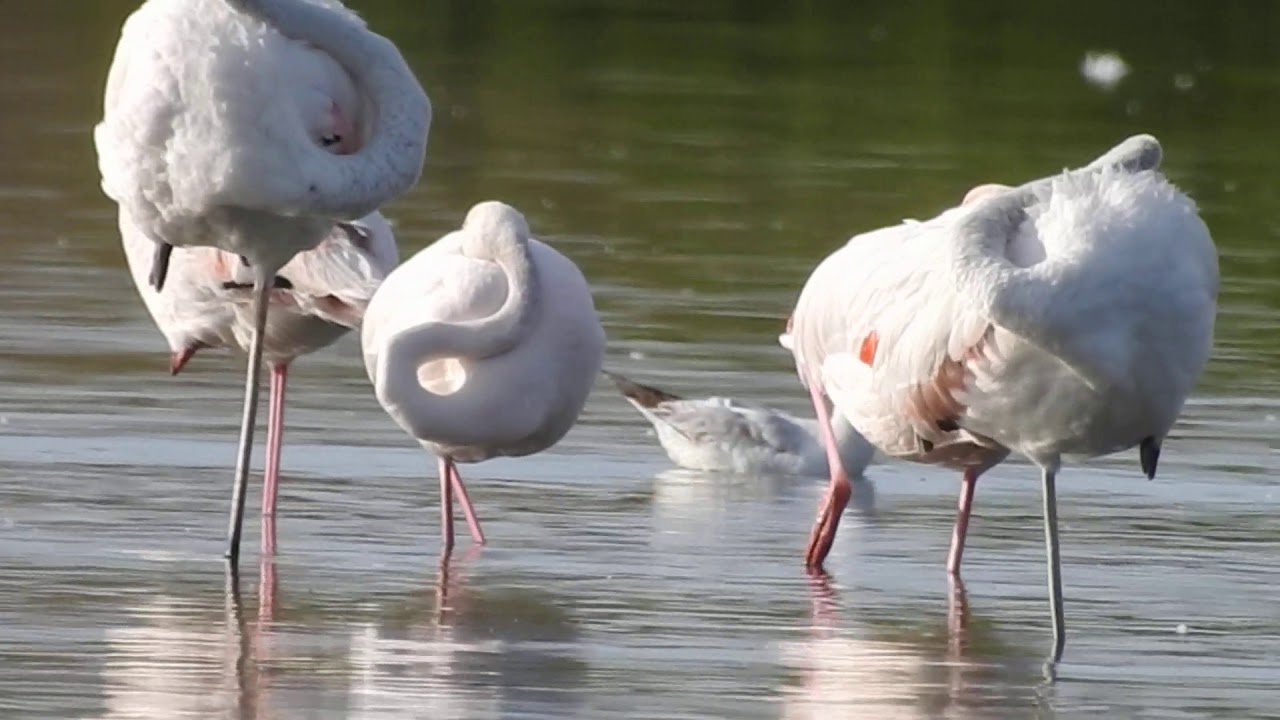 Greater Flamingo,Fenicottero(Phoenicopterus roseus) Slender-billed Gull