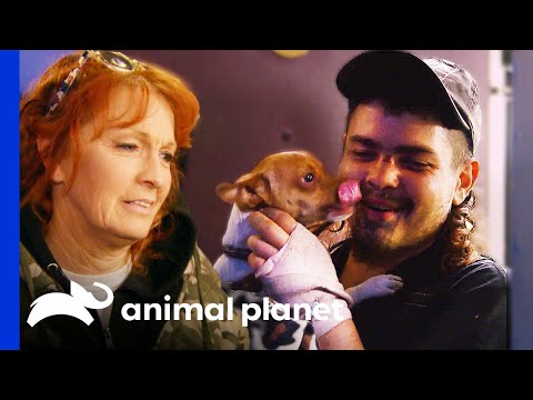 Chihuahua Reunited With Owner After Mugging | Pit Bulls & Parolees