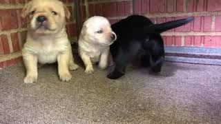 Labpupscom - Chenas Litter - Adorable Black Yellow Lab Puppies