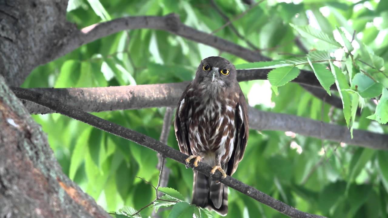 솔부엉이 소리 동영상 (brown hawk-owl) 