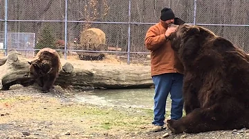 Kodiak bear grabs Jim back as he walks away...