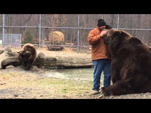 Video: Kodiak ist der größte Bär der Welt