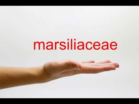 Video: Marsiliaceae sordid. Marsilia neljaleheline: foto, kirjeldus, kasvutingimused