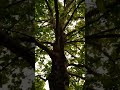 🌱Una mirada a la Naturaleza, la impresionante fuerza está en el Centro #nature #naturelover #tree 🌳