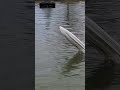 Water Wheelie