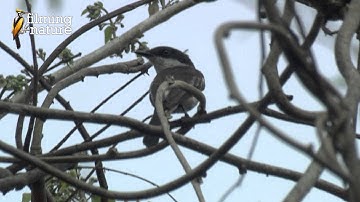 Bar winged flycatcher shrike